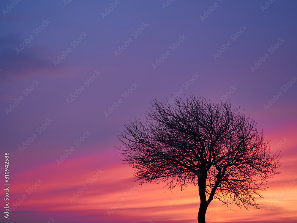 Alone tree on sunset sky purple pink minimalism Alone tree on sunset sky purple pink minimalism