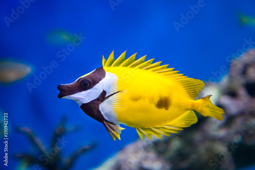 Fototapeta Naklejka Na Ścianę i Meble -  Fish Yellow Fox Lo, Foxface rabbitfish, with open fins fan on a blue background. Marine life, exotic fish, subtropics.