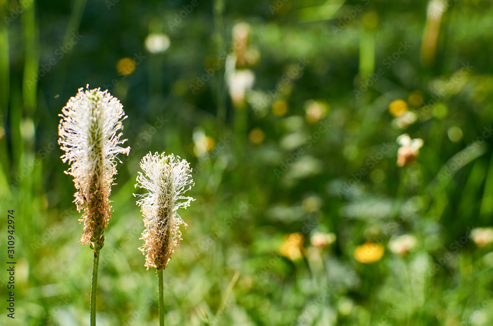 Pair of wild flowers against blurred vivid green grass background Pair of wild flowers against blurred vivid green grass background