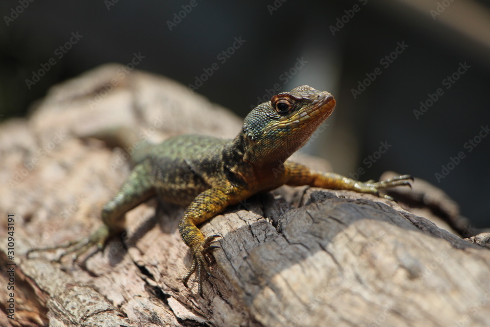 lizard lizard