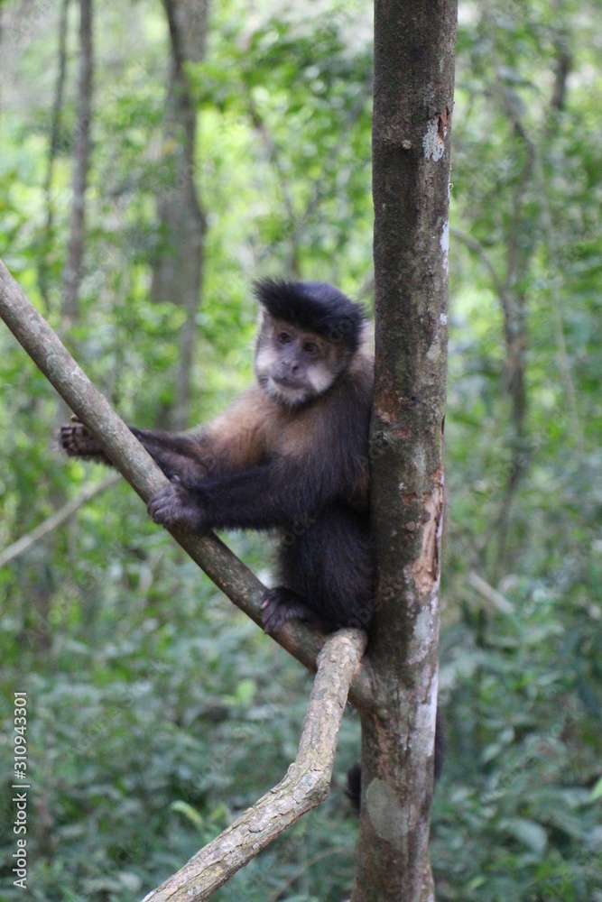 Fototapeta premium monkey