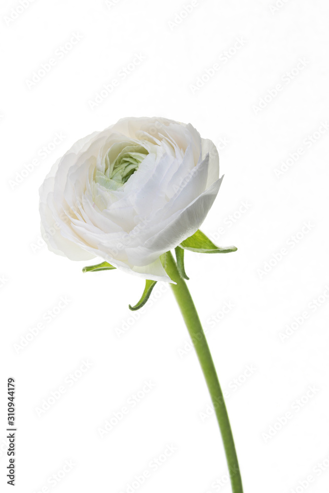 fiore isolato di ranuncolo in primo piano fiore isolato di ranuncolo in primo piano