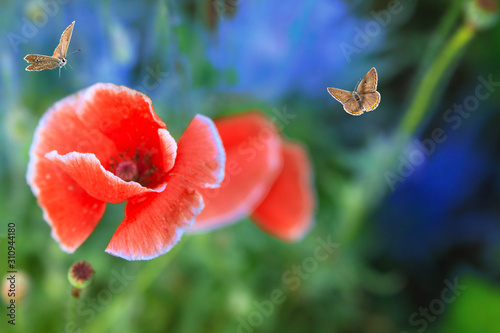 summer meadow with red poppy and butterflies