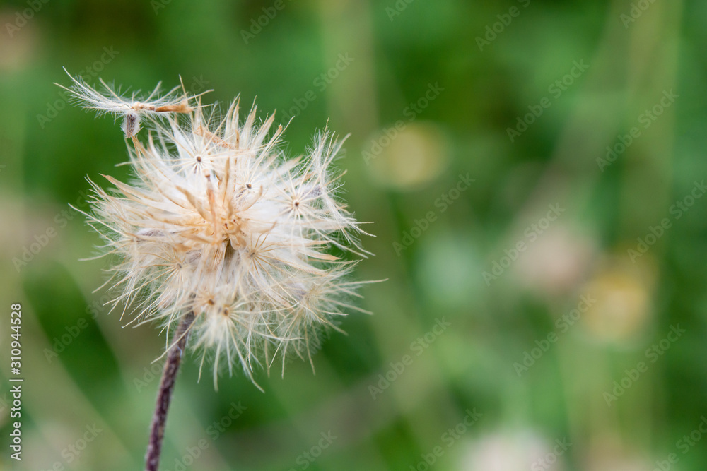 white Wild Daisy on blur background..