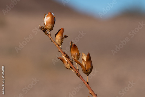 Desert Seed Pod