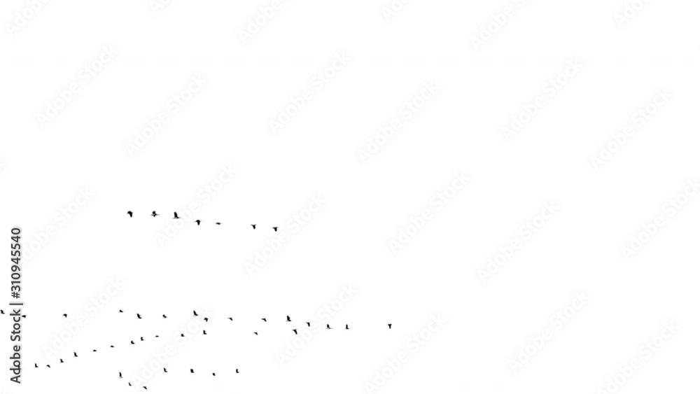 Real flock of birds flying - 01 with alpha channel ready to insert in your #vfx works as a separate layer