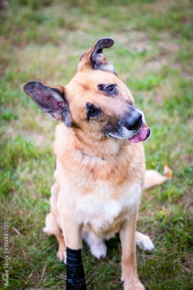Portrait of German Shepherd tilting his head with his tongue out, one of his leg is injured Portrait of German Shepherd tilting his head with his tongue out, one of his leg is injured