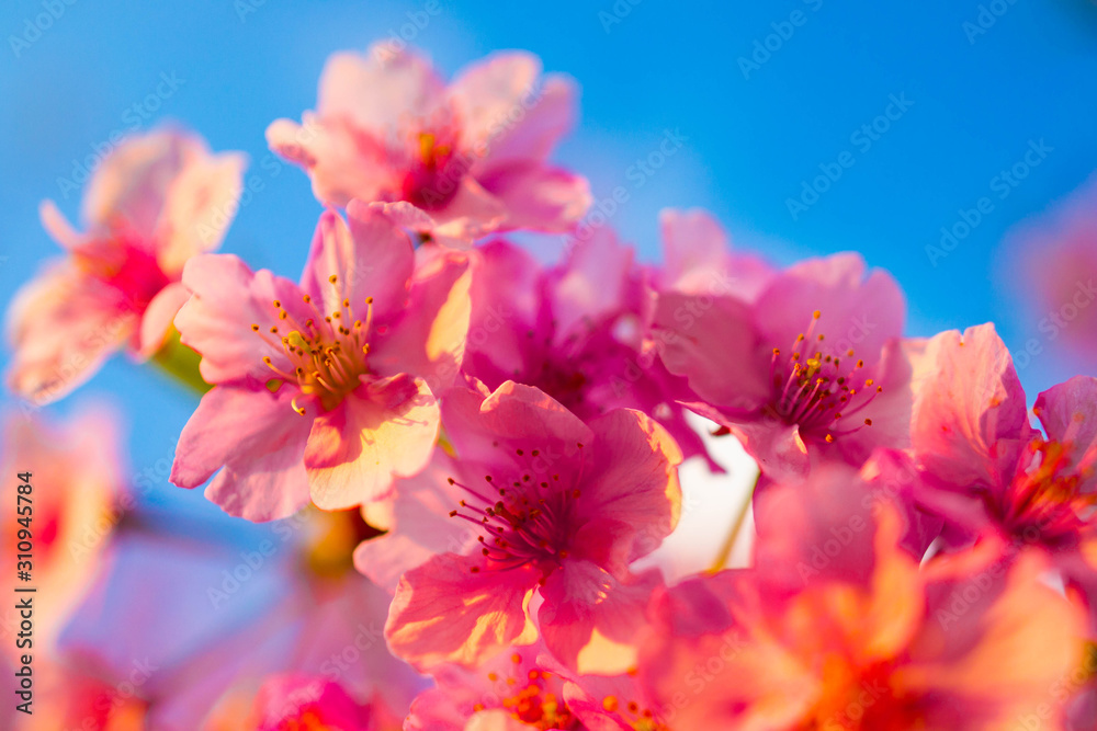 pink flowers on background of blue sky