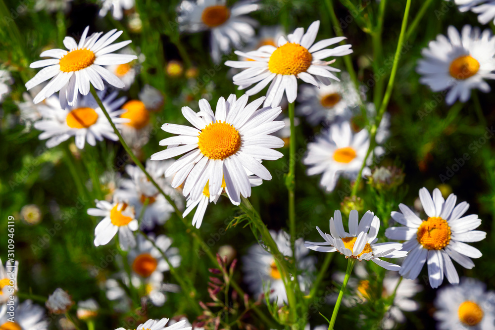 Fototapeta premium Blooming daisies in a summer meadow close-up.