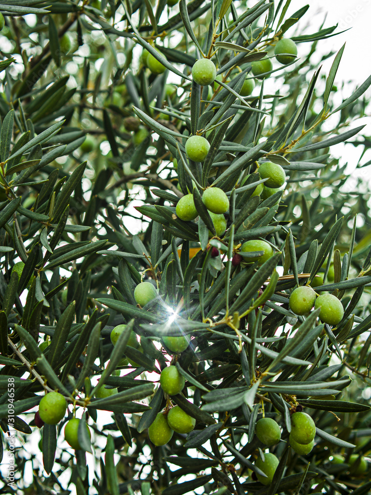 fondo de olivas en campos de olivos europeos españa
