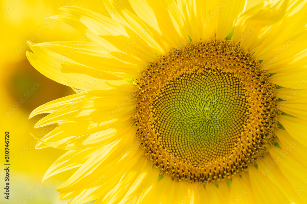 Sunflowers bloom in field at autumn. Sunflowers bloom in field at autumn.