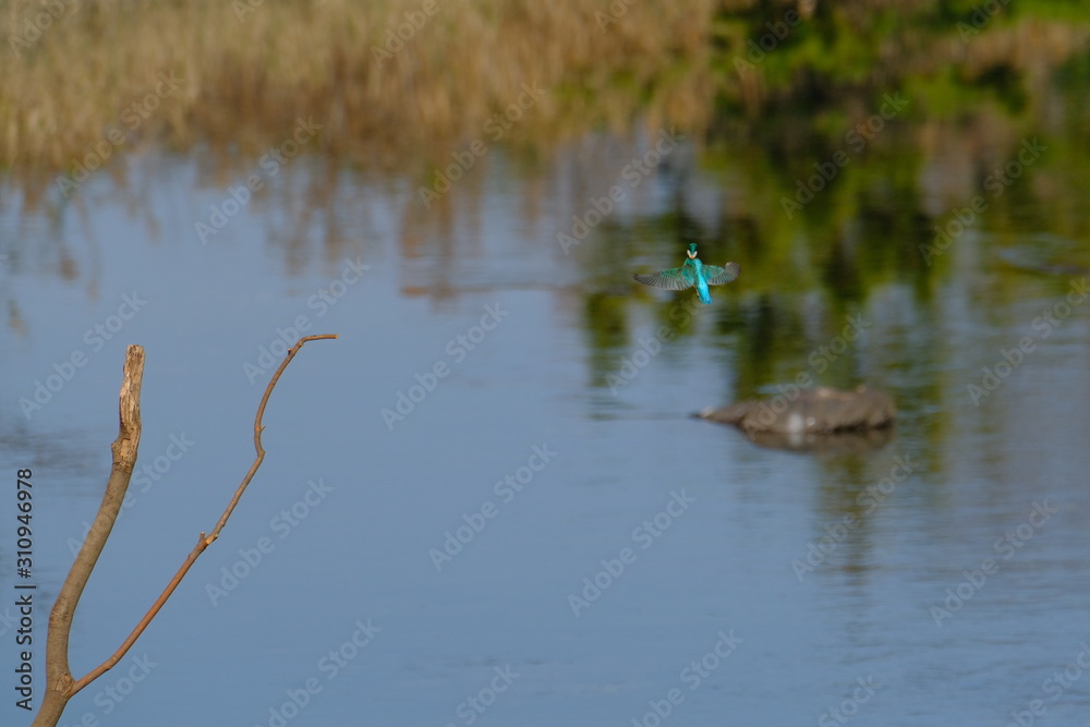 kingfisher in forest