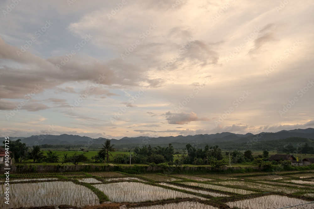 Rice paddy on a amber sky