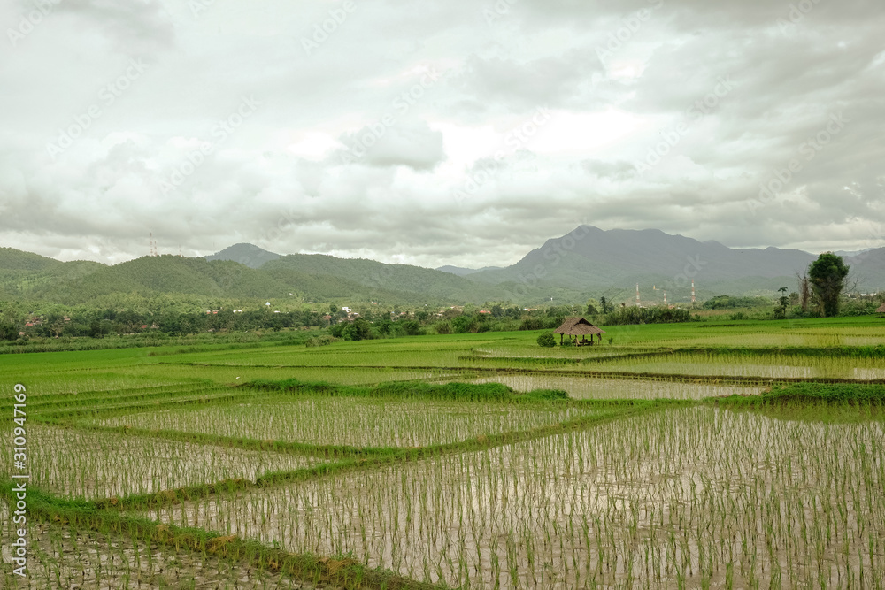 Traditional rice field in Northern Thailand on a cloudy day