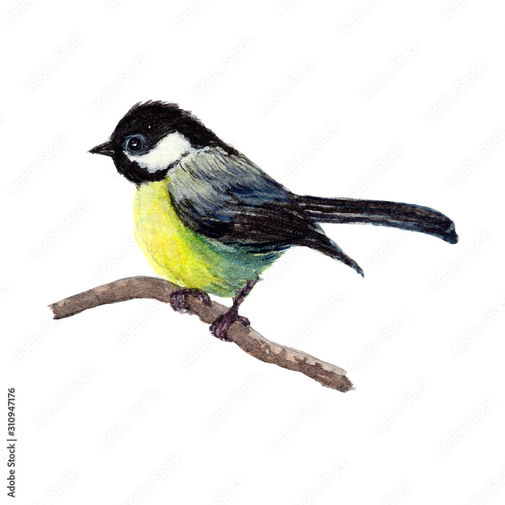 Obraz premium Bird.colorful watercolor bird isolated on white background, natural illustration, watercolor bird collection.