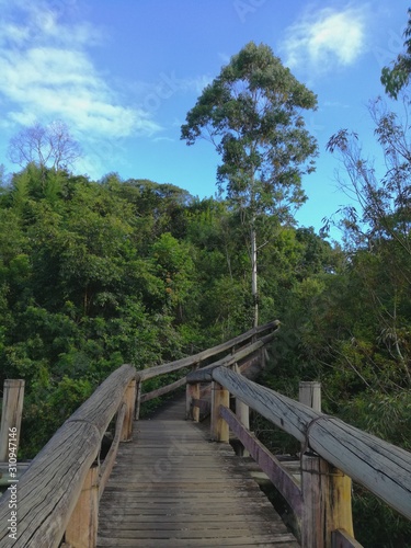 puente pasarela de madera, entre árboles y vegetación verde