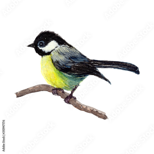 Bird.colorful watercolor bird isolated on white background, natural illustration, watercolor bird collection. © stephinlo