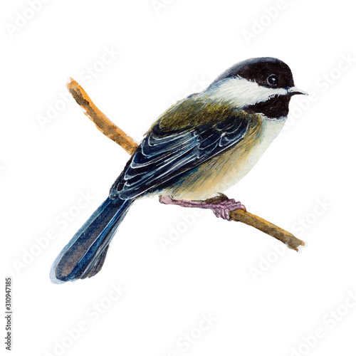 Obraz na płótnie Ptak. Kolorowy ptak akwarela na białym tle, naturalna ilustracja, kolekcja akwarela ptak.