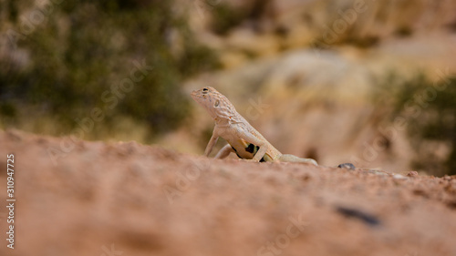 Mojave fringe-toed (Uma inornata) lizard in the Mojave desert, USA