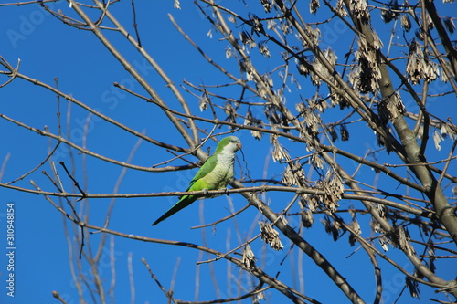 parrot