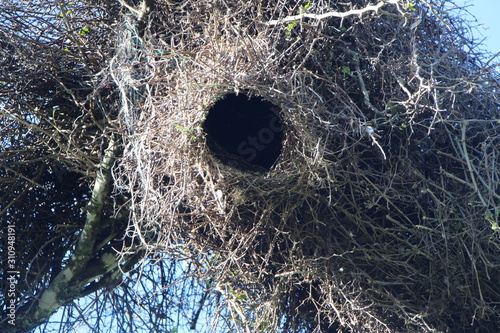 bird's Nest