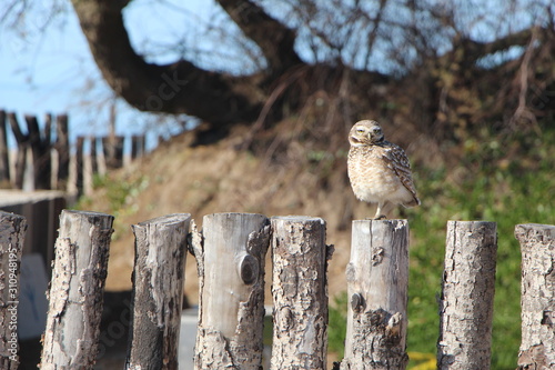 owl
