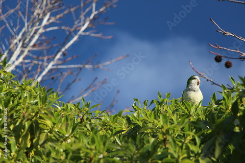 parrot