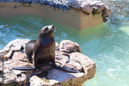 seal