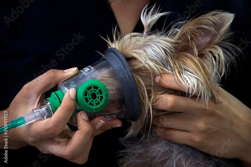 Preoxygenation technique in dog with oxygen mask. Doctor prepares dog for anesthesia Doctor helping a dog with lung problems photo