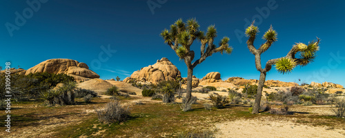 Foto MARCH 13, 2019 - JOSHUA TREE NATIONAL PARK, CA, USA -Joshua Tree National Park i
