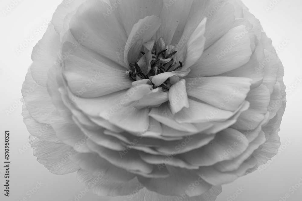 シャクヤク 芍薬 花 ピンク クローズアップ 一輪 白バック 白背景 白黒 モノクロ Stock 写真 Adobe Stock