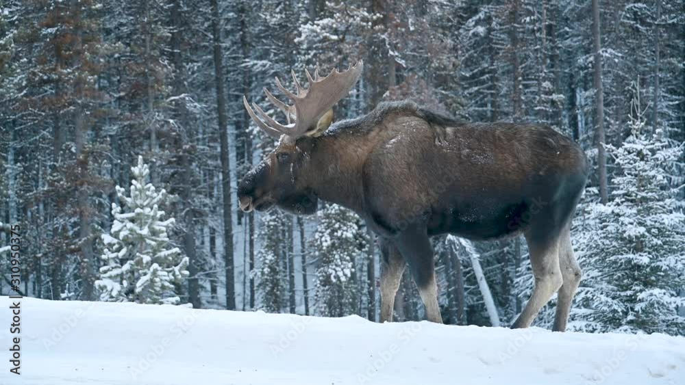 A bull moose searching for food under the snow in a winter forest, Jasper National Park, Alberta, Canada A bull moose searching for food under the snow in a winter forest, Jasper National Park, Alberta, Canada