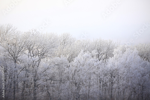樹氷の森 © kiyopayo