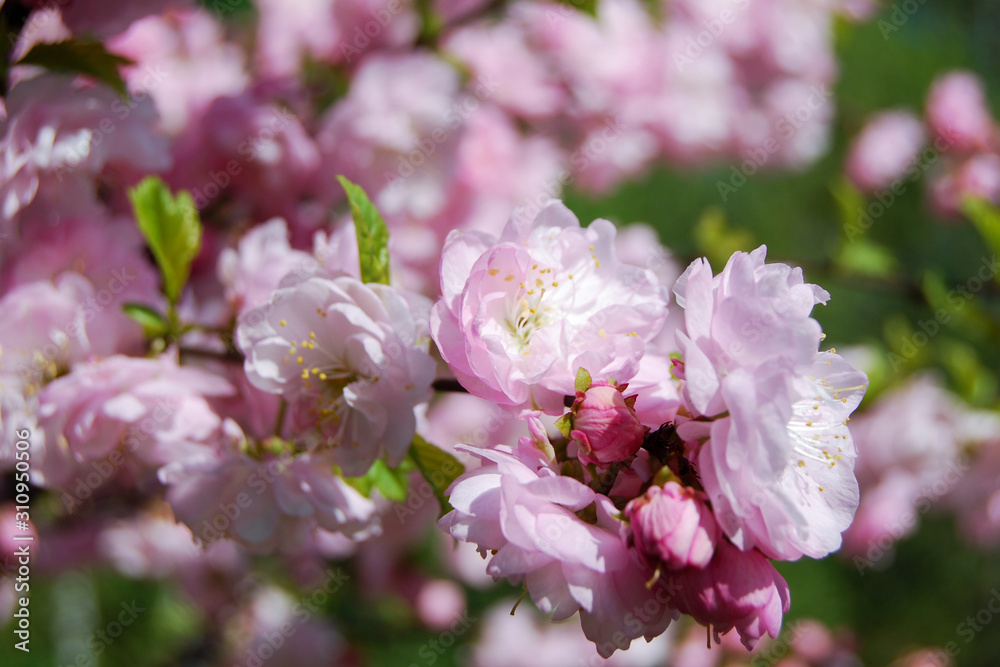 Chinese almond tree (Prunus triloba Lindl.) blooming in spring orchard