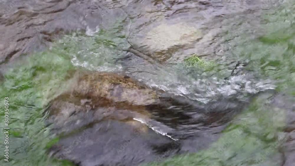 Close up of clean water flowing in a small mountain river Close up of clean water flowing in a small mountain river