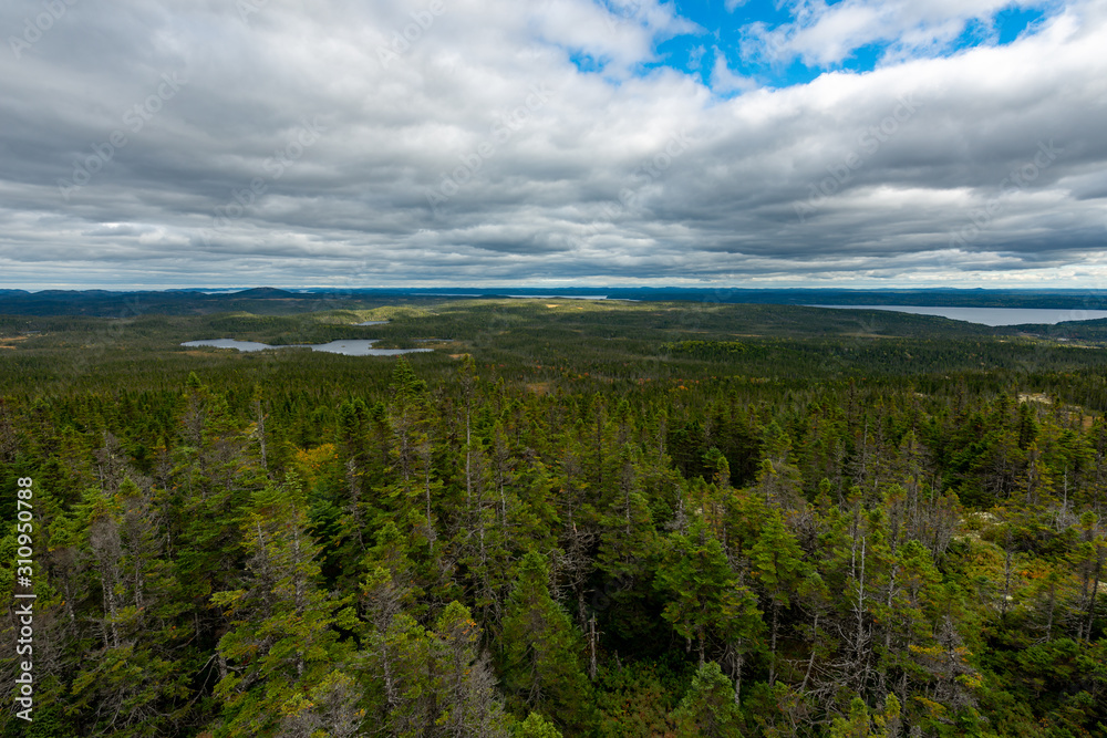 A forest of tall green trees with a pond in the distance under blue sky with clouds.