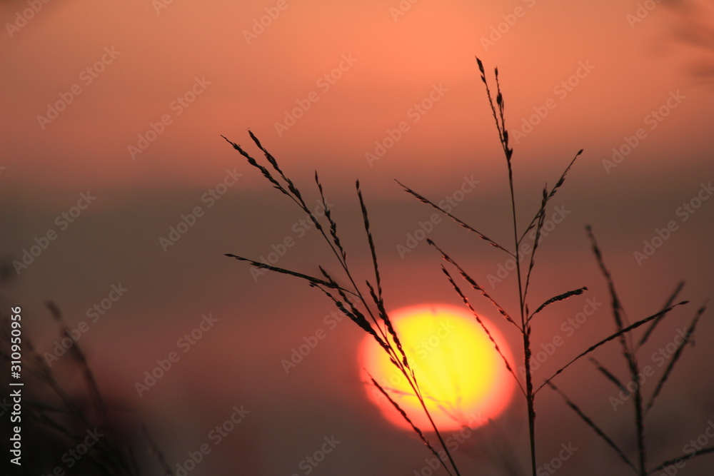 Obraz premium The shadow of the grass flower with the light of the sun behind