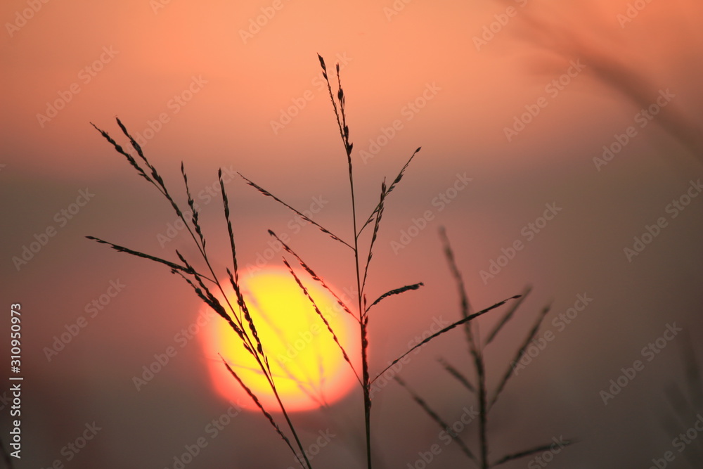 Obraz premium The shadow of the grass flower with the light of the sun behind