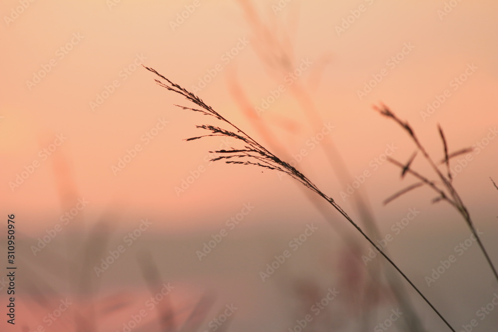 Obraz premium The shadow of the grass flower with the light of the sun behind