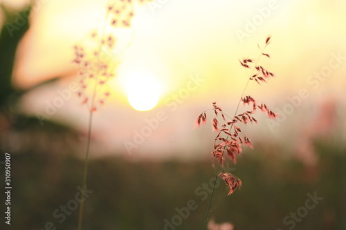 The shadow of the grass flower with the soft light of the sun behind.