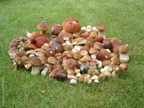 mushrooms