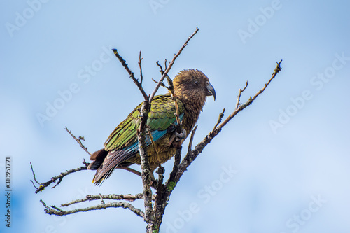 Kea bird on a branch