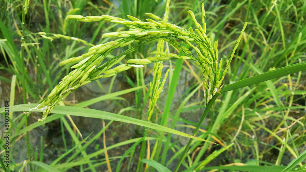 close up green jasmine rice with green leaf background close up green jasmine rice with green leaf background