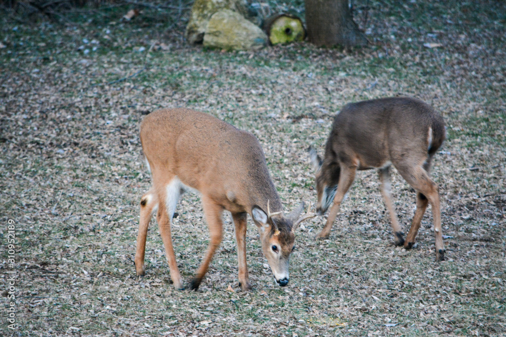 Thor, Rudolph & Blitzen Hanging Out Thor, Rudolph & Blitzen Hanging Out