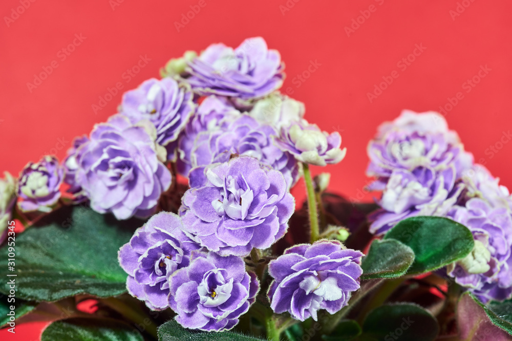 Details of a blooming African violet potted flower.