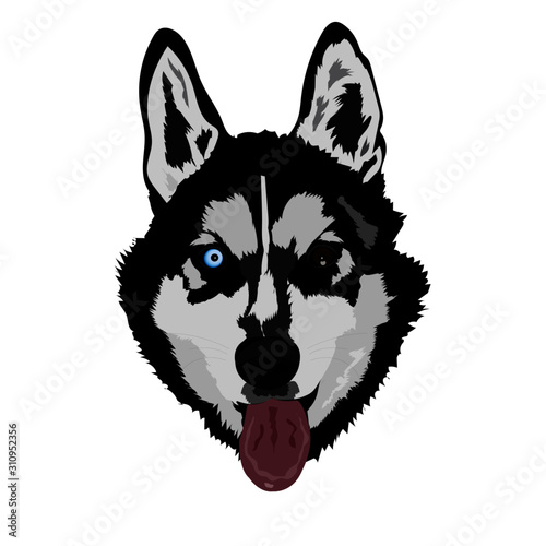 Husky Siberiano
