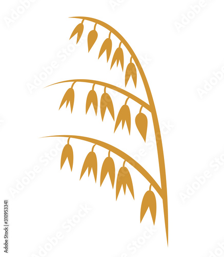 Oat isolated on white background