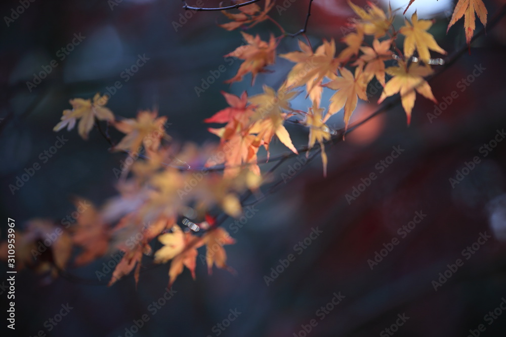 Autumnal landscape of Suizawa maple valley in the Mie Prefecture of Japan Autumnal landscape of Suizawa maple valley in the Mie Prefecture of Japan