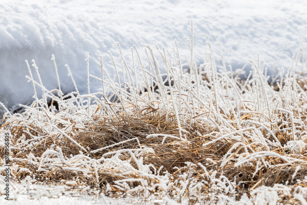Fototapeta premium Dry yellow grass covered with frost in the morning sun