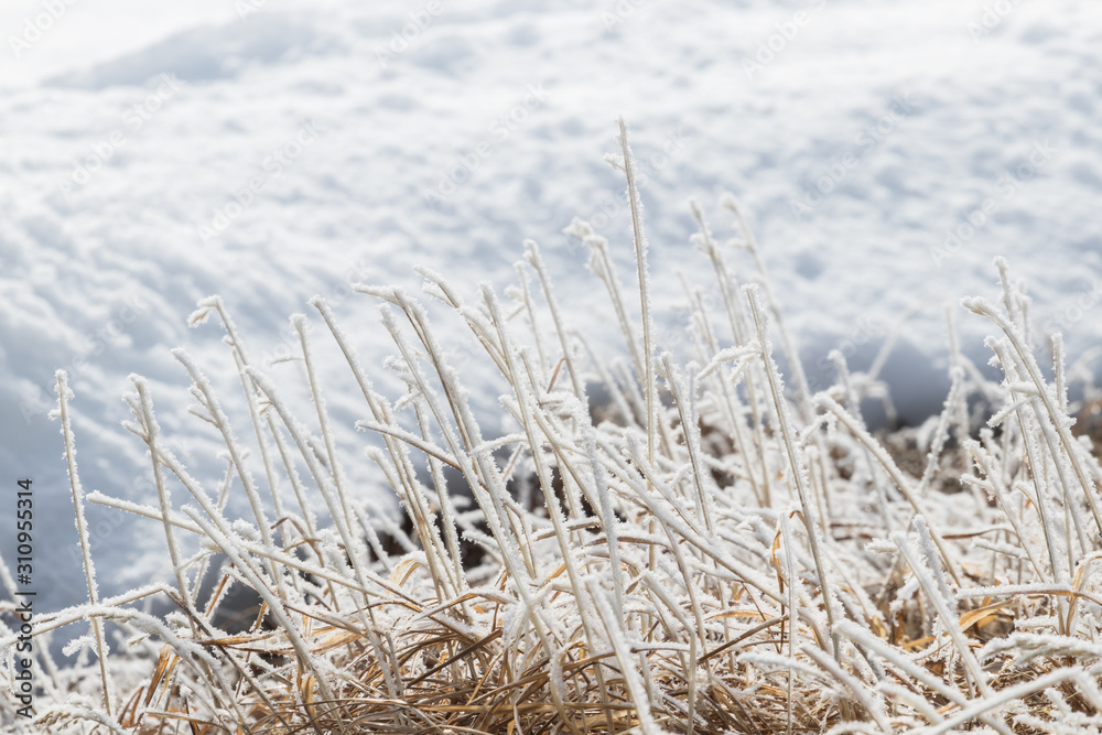 Fototapeta premium Dry yellow grass covered with frost in the morning sun